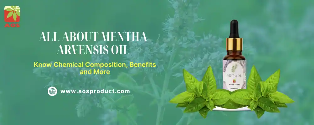 All About Mentha Arvensis Oil