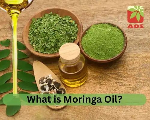 What is Moringa Oil
