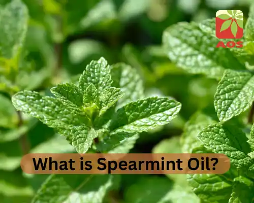 What is Spearmint Oil