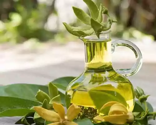 How to Use Ylang Ylang Oil