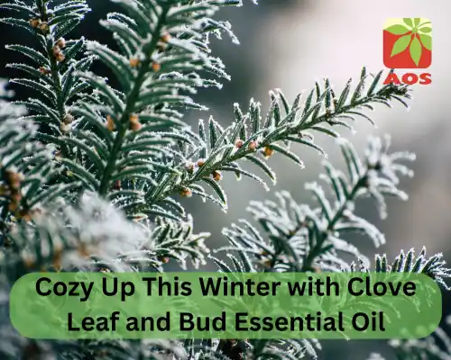Cozy Up This Winter with Clove Leaf and Bud Essential Oil