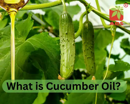 What is Cucumber Oil