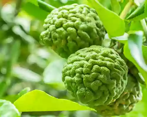 How to Use Bergamot Oil
