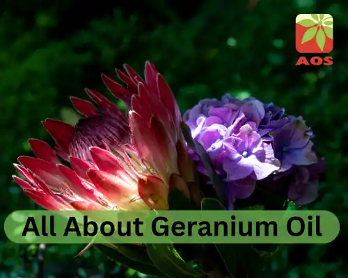 All About Geranium Oil
