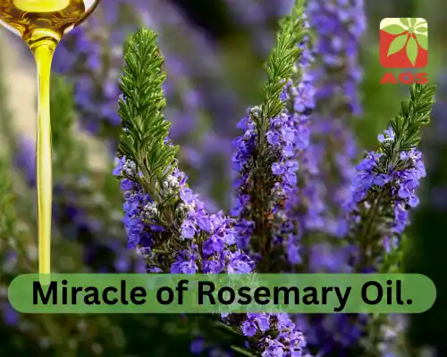 Miracle of Rosemary Oil