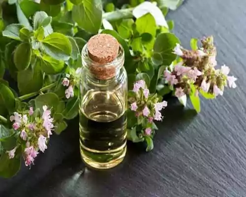 What is Oregano Oil