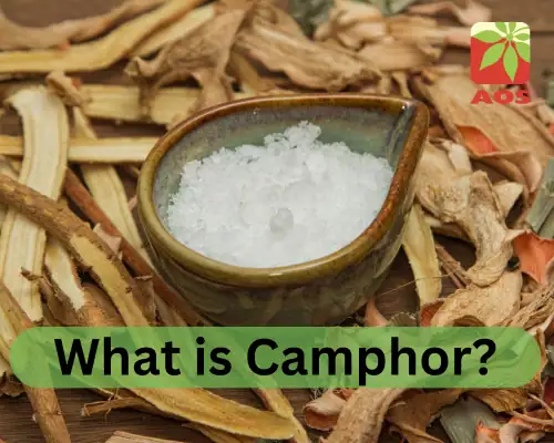 What is Camphor