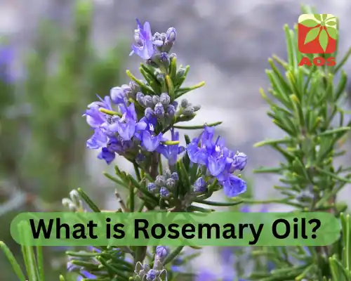 What is Rosemary Oil