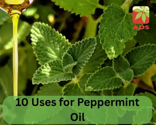10 Uses for Peppermint Oil