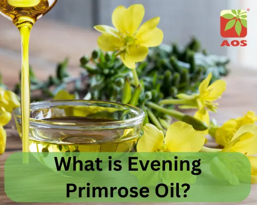 What is Evening Primrose Oil