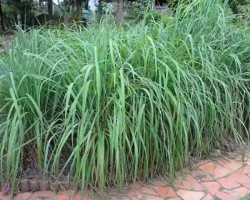 Citronella Oil Where to Buy