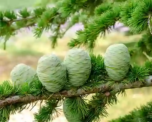 All About Cedarwood Oil