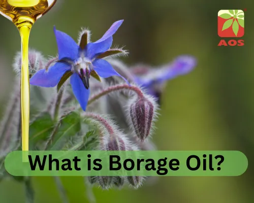 What is Borage Oil