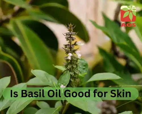 Is Basil Oil Good for Skin