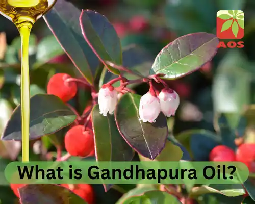 What is Gandhapura Oil