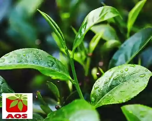 Tea tree Oil How to Use