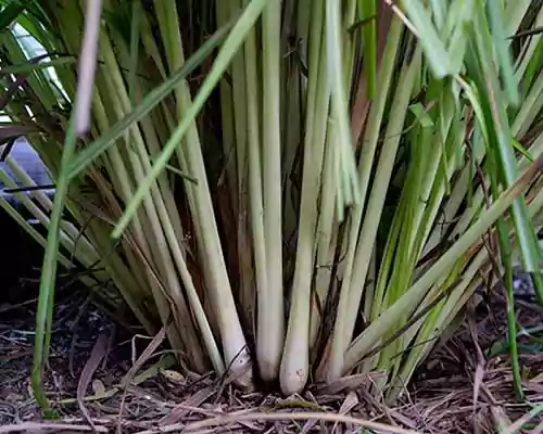 How to Use Citronella Oil