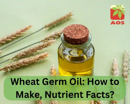 Learn More about Wheat Germ Oil