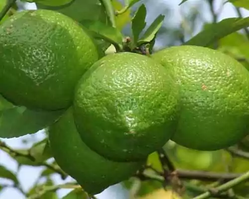 How to Use Lime Oil
