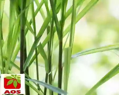 Citronella Oil for Mosquito