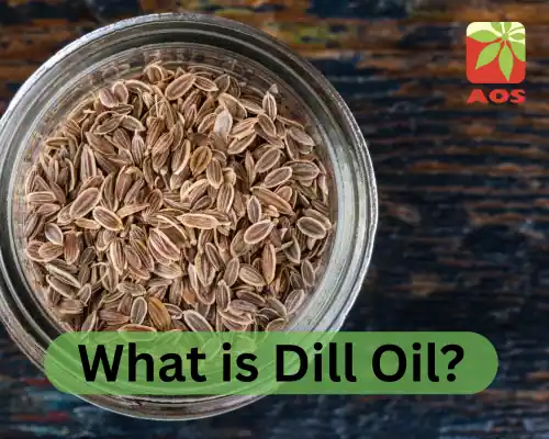 What is Dill Oil