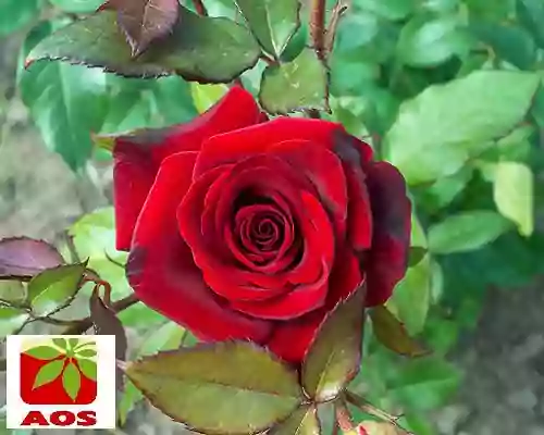 What is Rose Oil