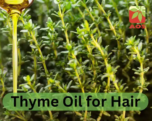 Thyme Oil for Hair