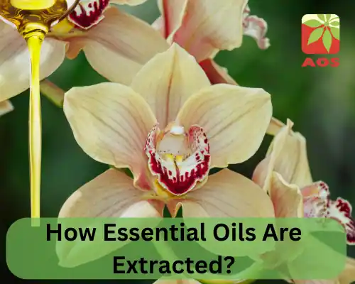How Essential Oils Are Extracted