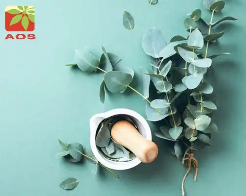 Eucalyptus Oil for Cough