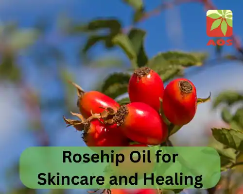 Rosehip Oil for Skincare and Healing