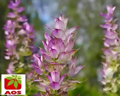 How to Use Clary Sage Oil