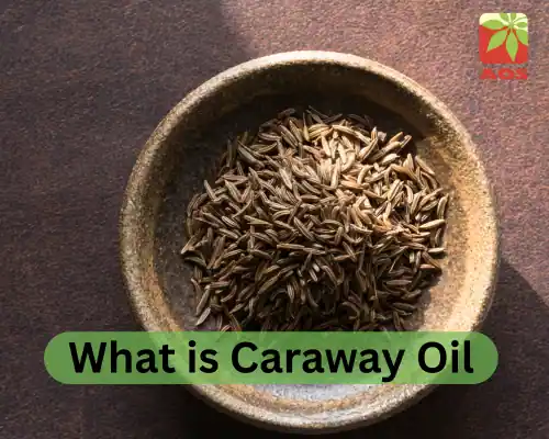What is Caraway Oil