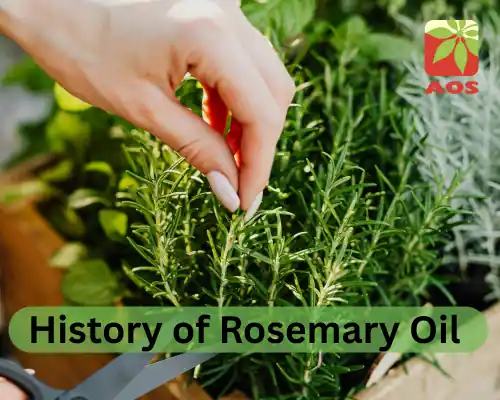 History of Rosemary Oil