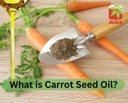 What is Carrot Seed Oil