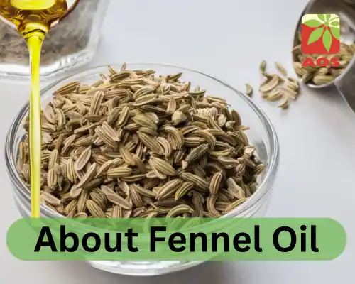 About Fennel Oil