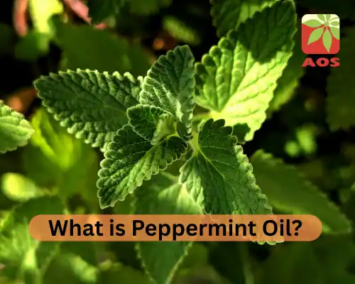 What is Peppermint Oil