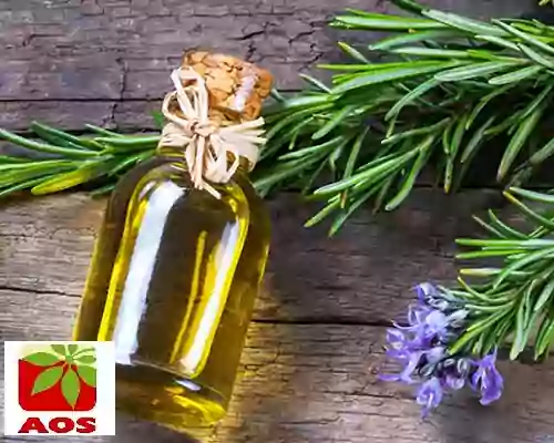 History of Rosemary Oil