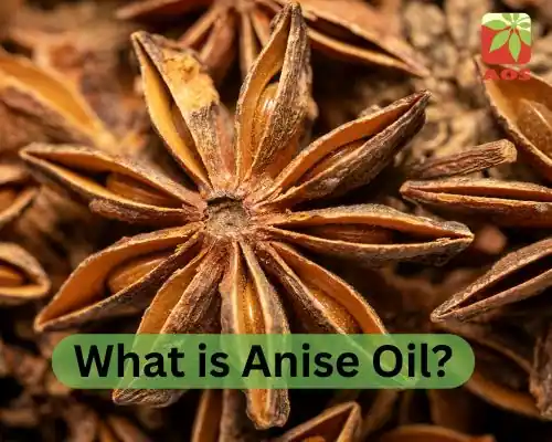 What is Anise Oil