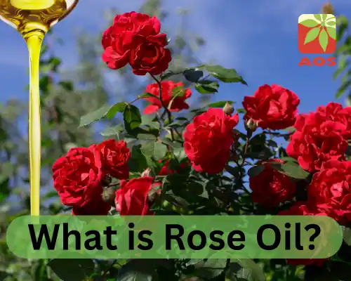 What is Rose Oil