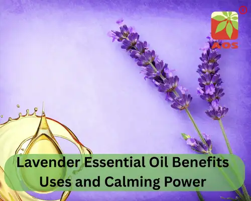 Lavender Essential Oil Benefits Uses and Calming Power
