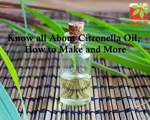 Citronella Oil Where to Buy