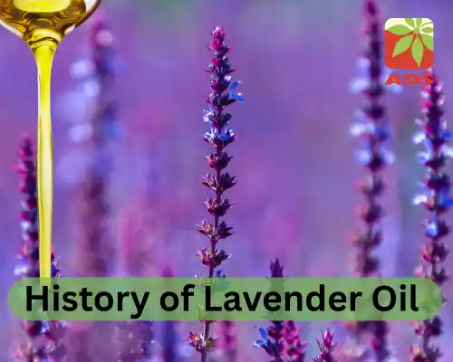 History of Lavender Oil