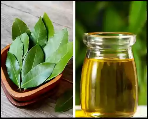 Curry Leaf Oil for Hair