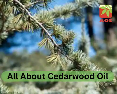 All About Cedarwood Oil
