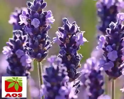 History of Lavender Oil