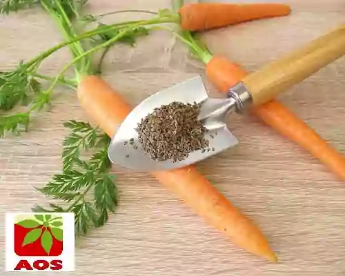 Carrot Seed Oil - Health Simplified