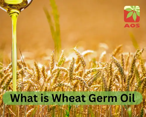 What is Wheat Germ Oil