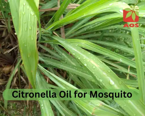 Citronella Oil for Mosquito