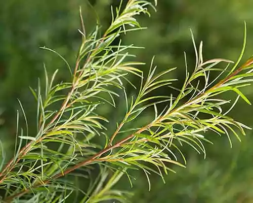 What is Tea Tree Oil