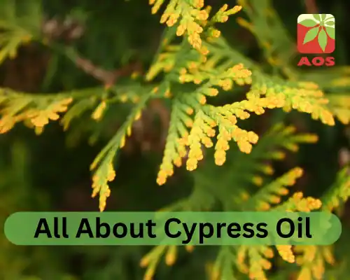 All About Cypress Oil